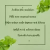 Peppermint Essential Oil-25ml - Image 3